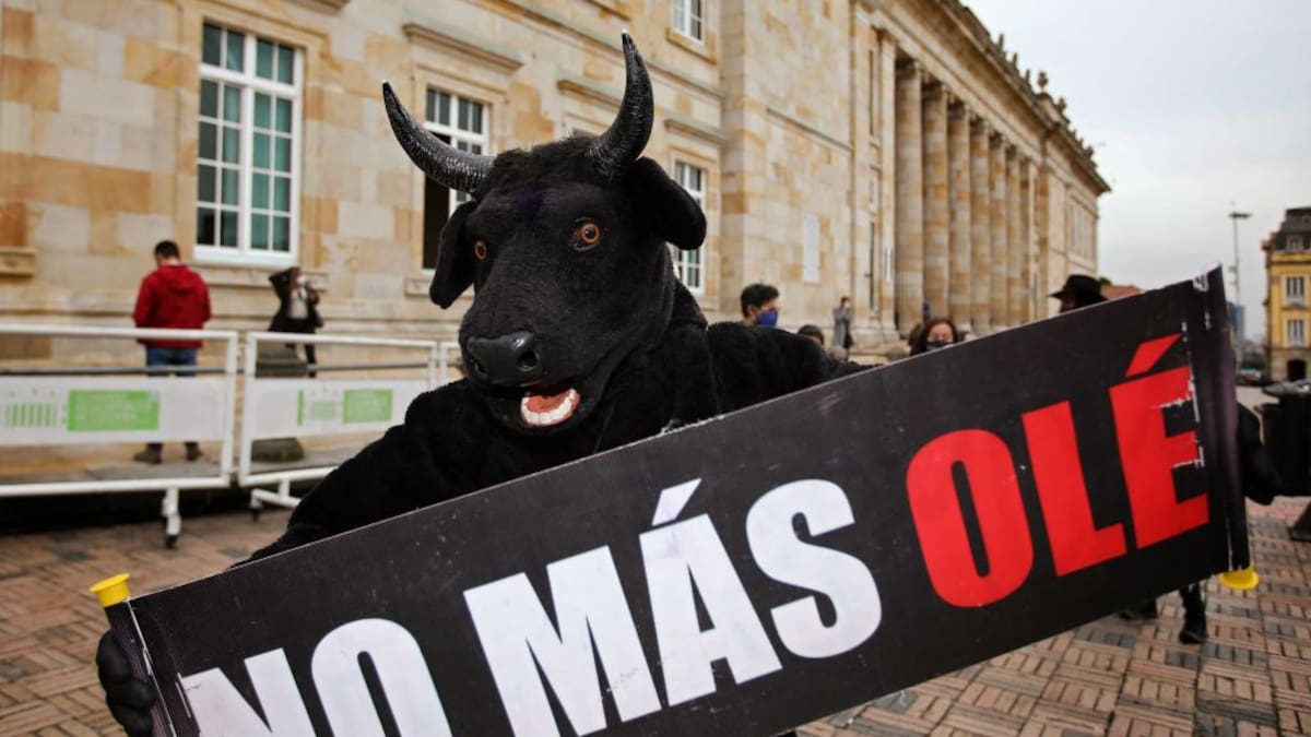 Prohibición de corridas de toros, a un debate de convertirse en ley en Colombia