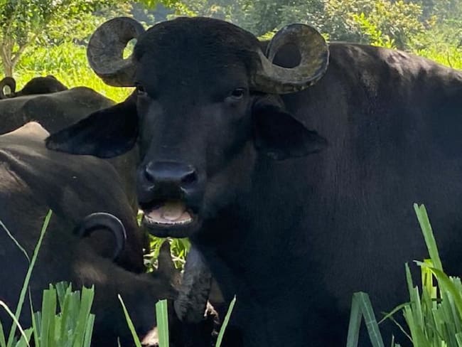 Cría de búfalos en un ambiente sostenible, el reto de El Difícil