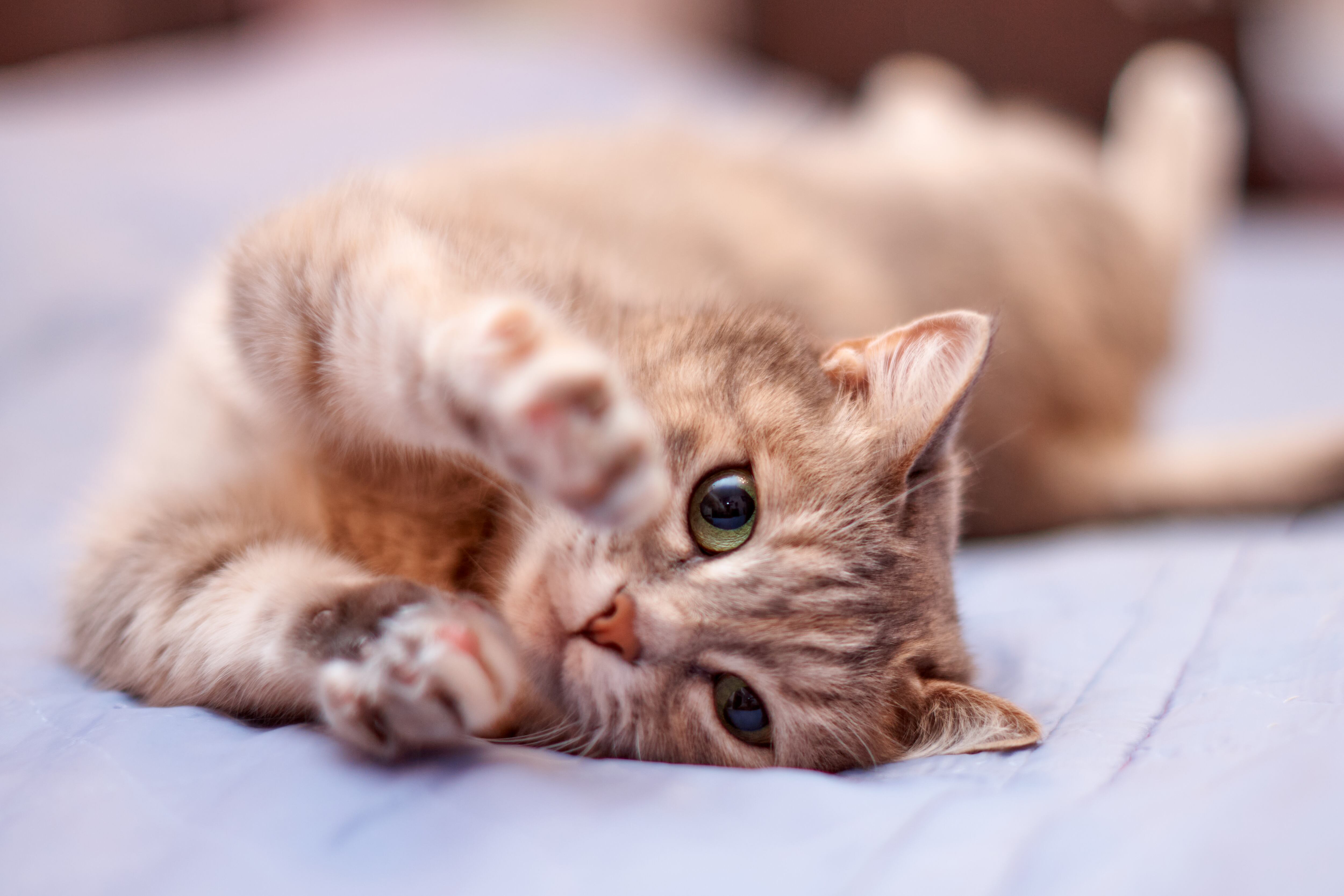 Gato estirándose (GettyImages)