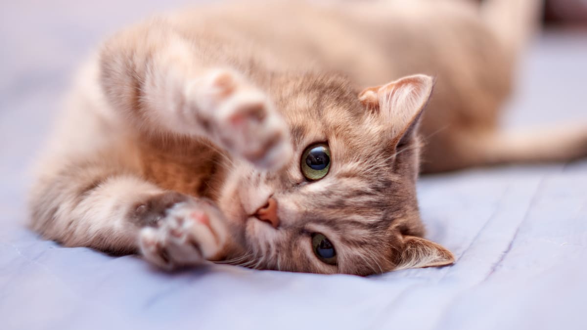 ¿Cuántos años vive un gato? A esta edad es considerado viejo, según veterinarios