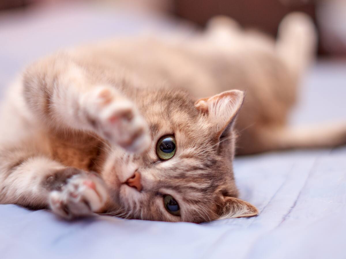 ¿Cuántos años vive un gato? A esta edad es considerado viejo, según veterinarios