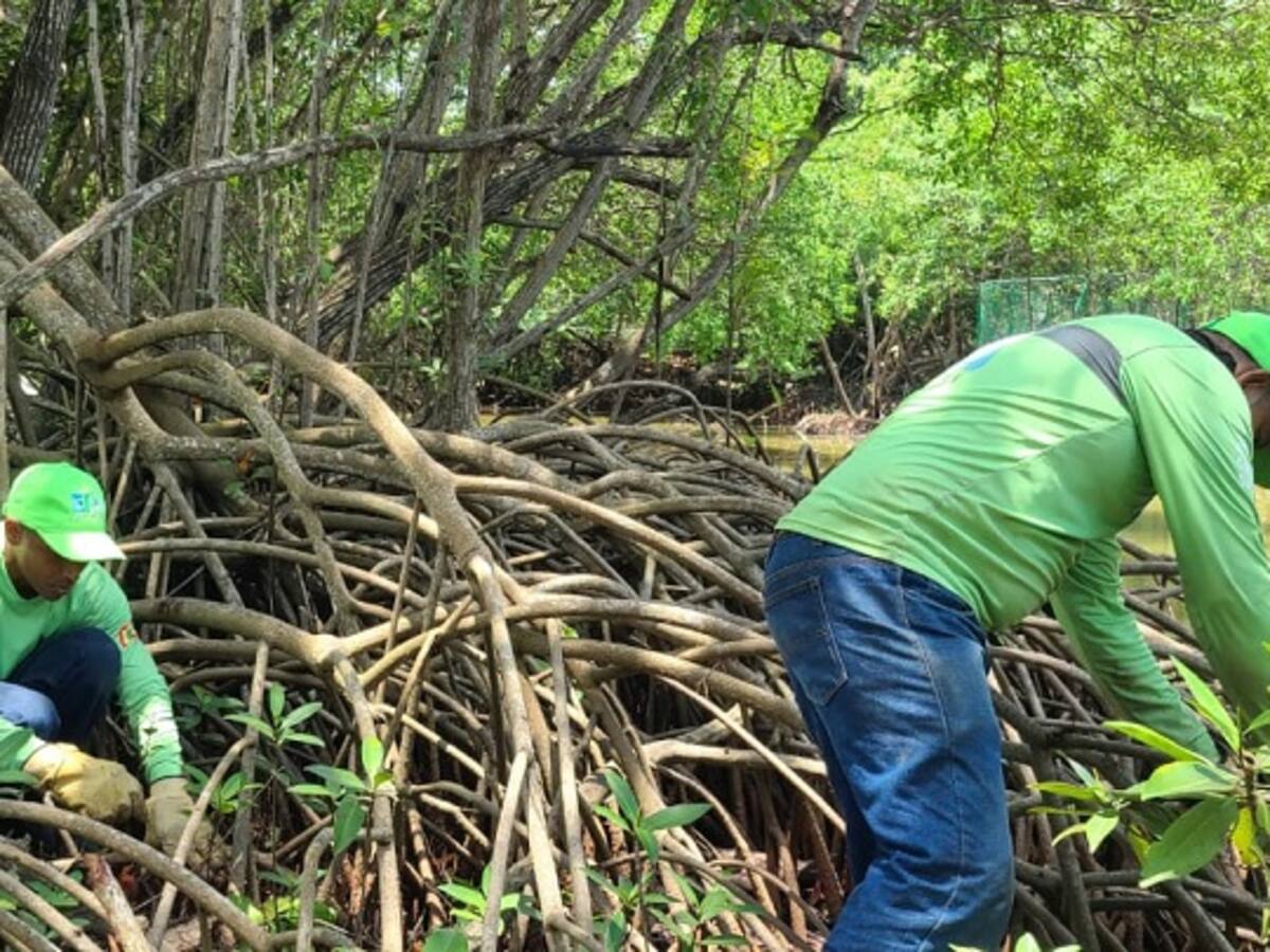 EPA Cartagena recuperará 40 hectáreas de zonas de manglar