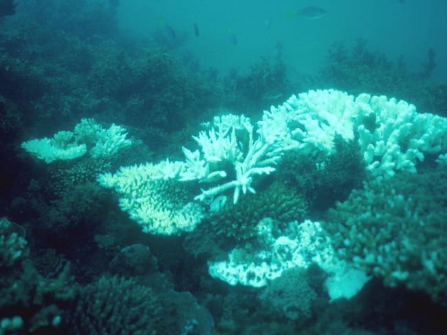 Crece preocupación por muerte de corales en bahía de Cartagena