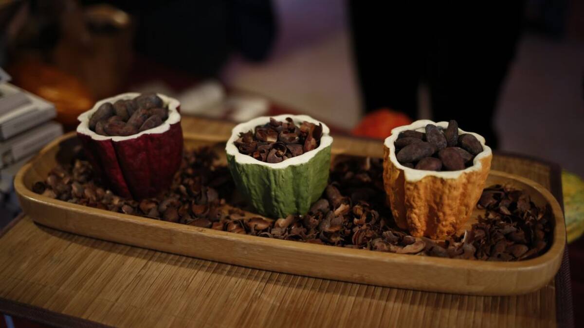Buena semilla, bastante cuidado y mucho amor para un buen cacao
