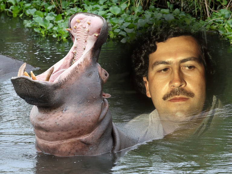 La costosa herencia de Escobar: $1.427 millones y solo 20 hipopótamos esterilizados