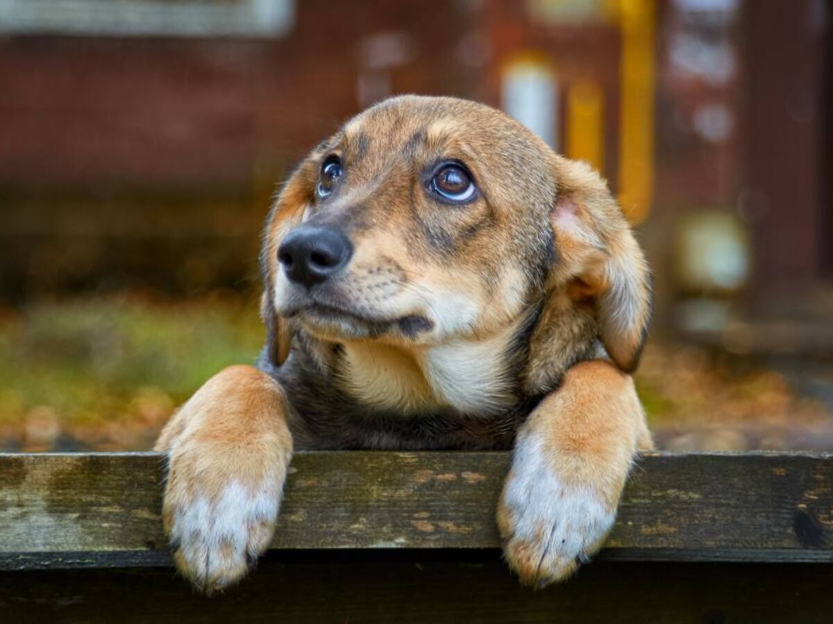 ¡Ojo! ¿Qué hacer cuando un perrito se pierde?