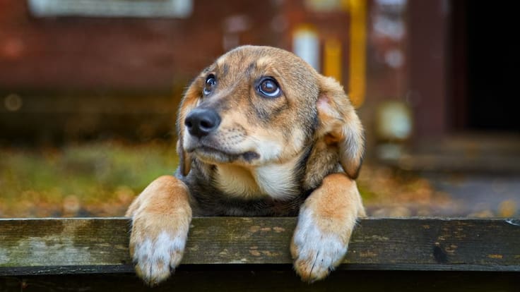 ¡Ojo! ¿Qué hacer cuando un perrito se pierde?