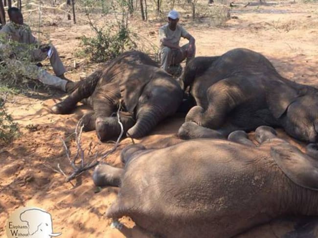 Registran la matanza de elefantes más grande en la historia de África