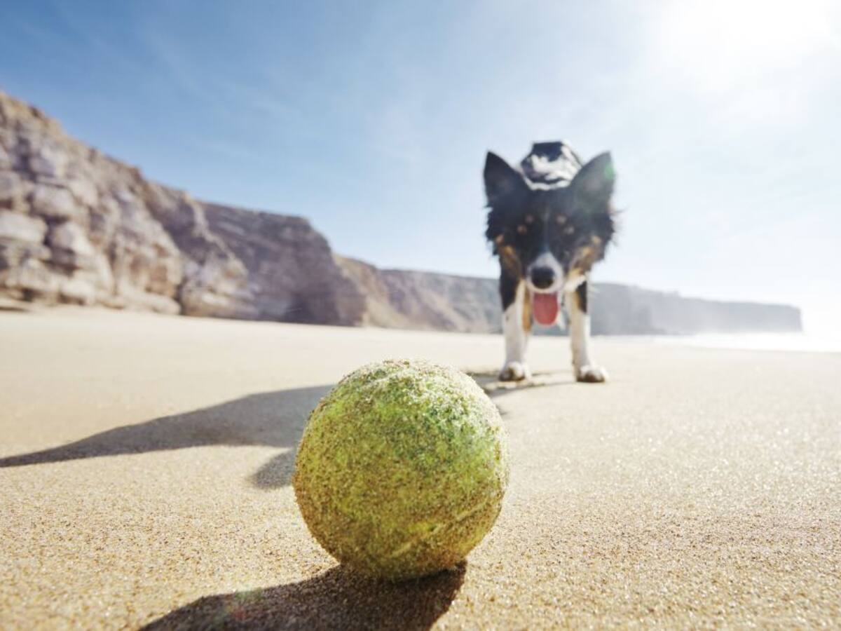 Tenga cuidado: los problemas que causan los días calurosos en las mascotas