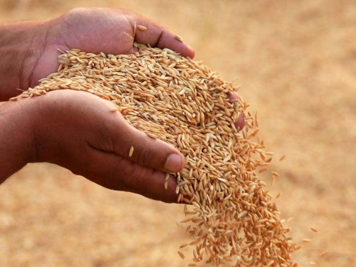 Buenas semillas, para buenas cosechas, en esta época de siembras