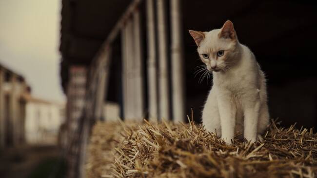 Los gatos también son útiles en las granjas