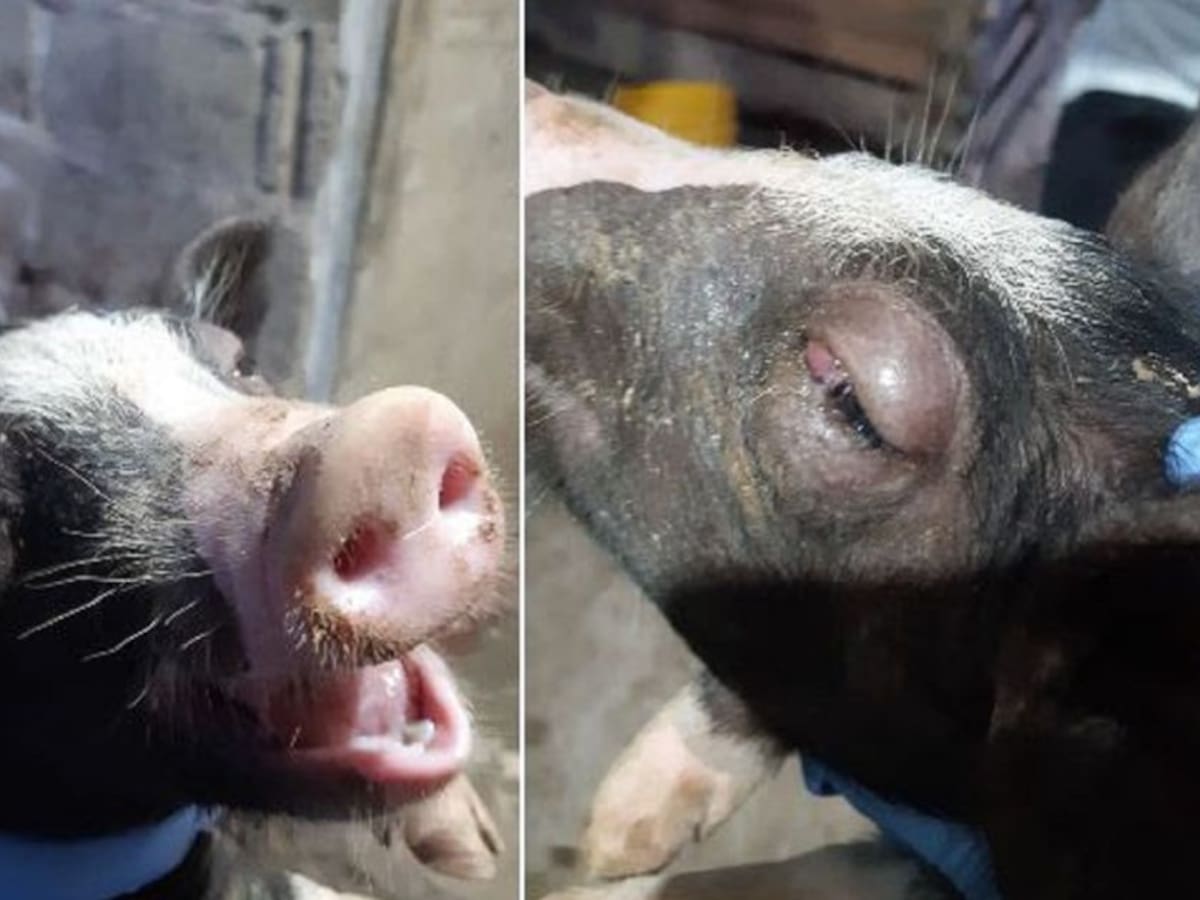 El ICA realiza controles contra la peste porcina clásica en Bolívar