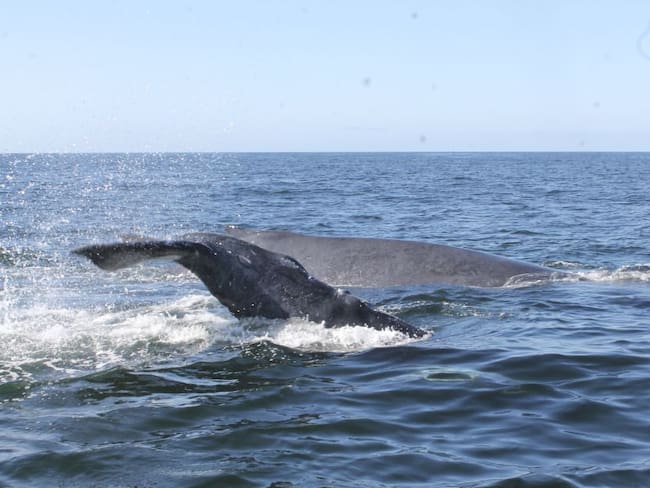 Satena opera ruta estacional Medellín–Bahía Solano para avistar ballenas