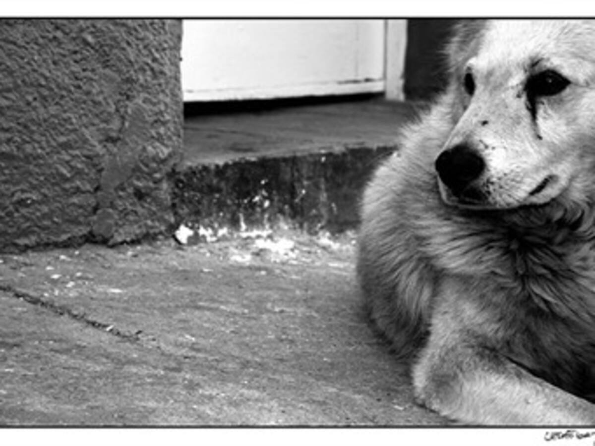 Casi 100 casos de animales maltratados atiende mensualmente Zoonosis de la capital Quindiana