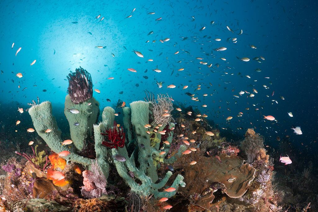 La habilidad de las esponjas de mar que tienen sorprendidos a los científicos // Getty Images