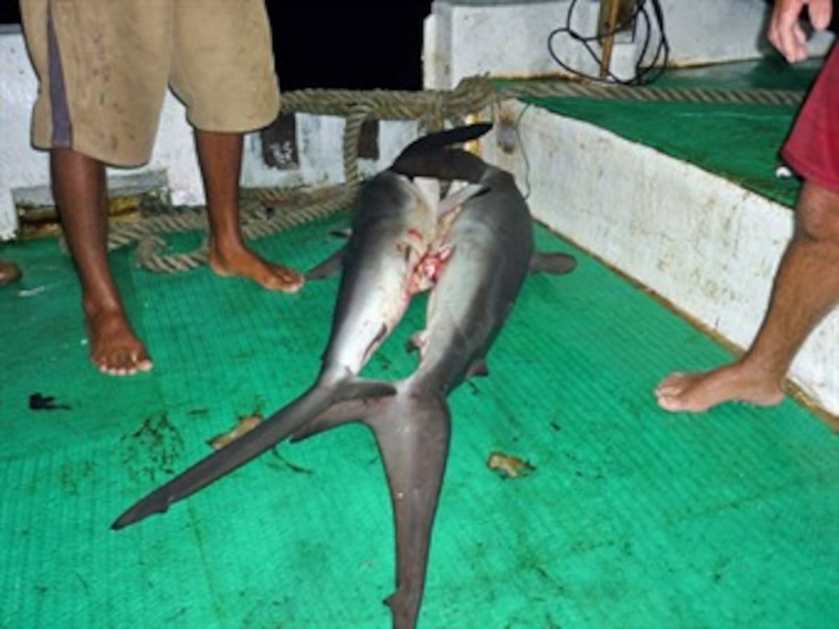 Parques Nacionales toma acciones contra embarcación costarricense que adelantaba pesca ilegal en Malpelo