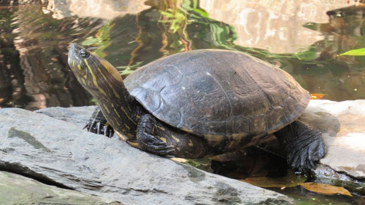 La lucha de Corpamag y la Policía Ambiental por el rescate de hicoteas