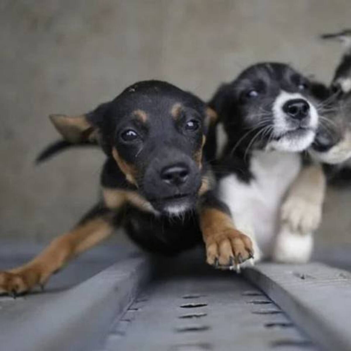 Hay alerta por el aumento de animales abandonados en TransMilenio, van 59 este año