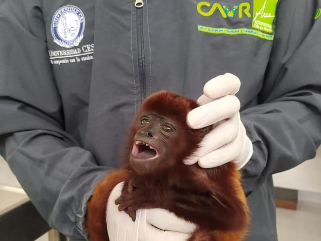 En Antioquia fue rescatado a un mono aullador que estaba amarrado en un patio