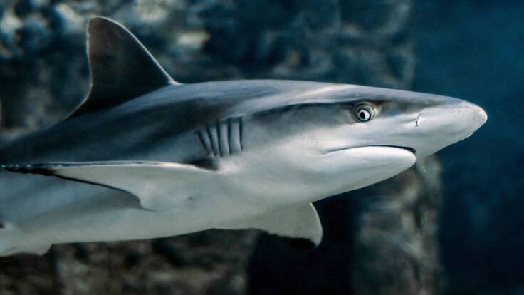 Escuche el programa Mascotas Caracol 26 de marzo