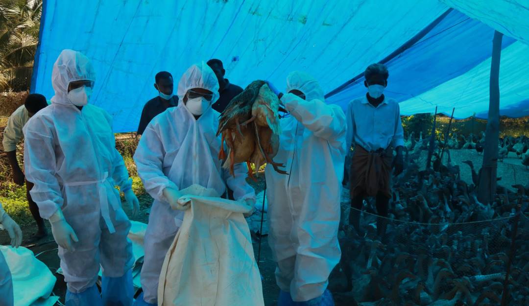 Las autoridades sanitarias chinas desarrollan controles para frenar la gripe aviar H5N6.              Foto: Getty