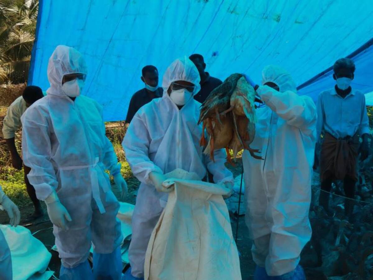 China registró dos nuevos casos de gripe aviar H5N6 en humanos