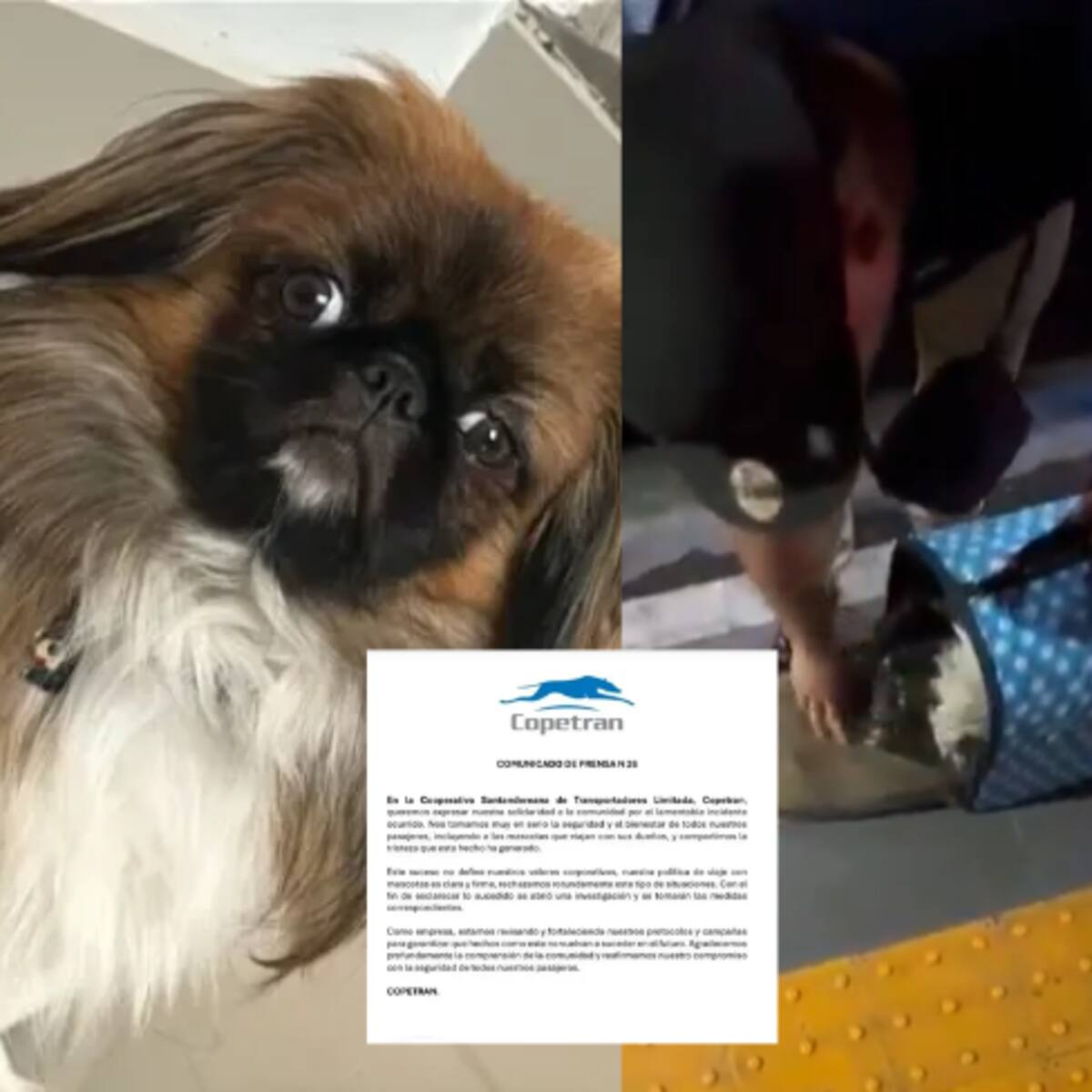 ¿Qué ocurrió con Maxi? Perrito falleció en maletero de flota hacia Medellín: Copetran ya respondió