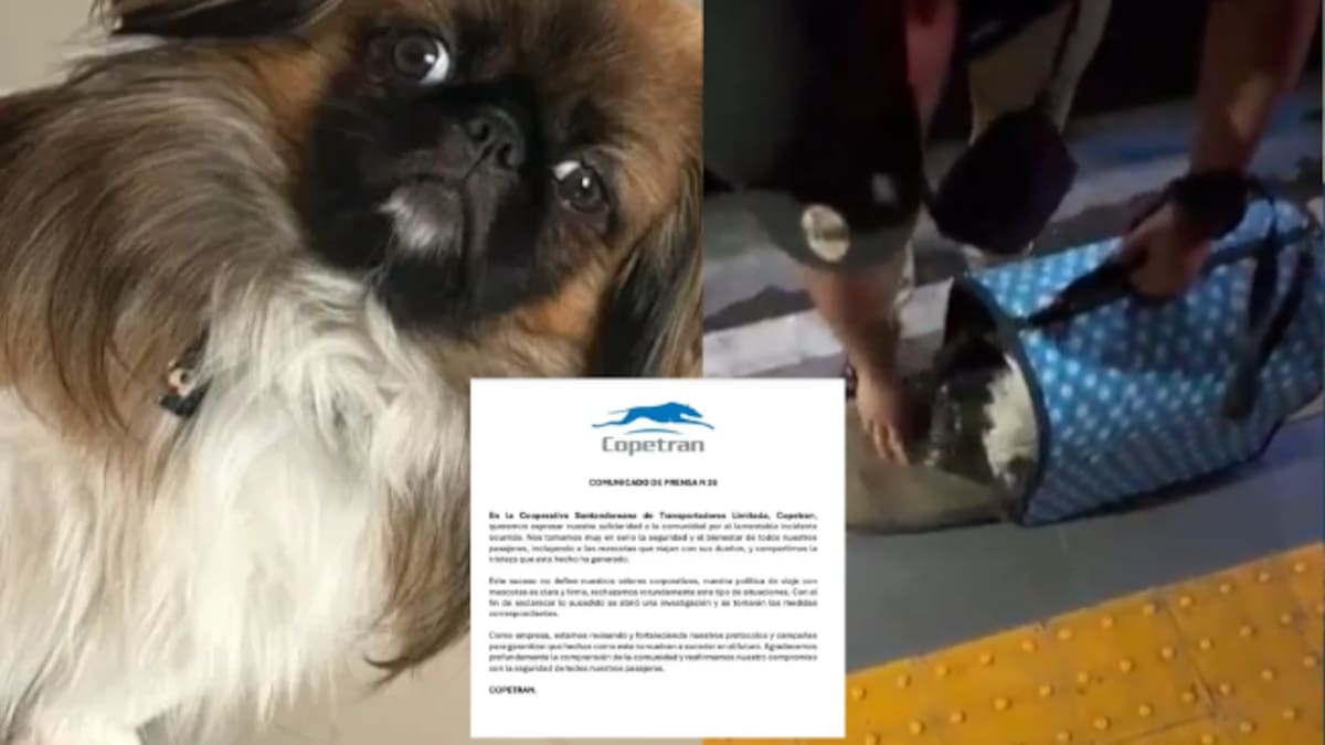 MinTransporte investigará muerte de Maxi en flota: Esto debe hacer para llevar a su perro en cabina