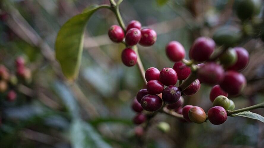 Cafeteros ejecutarán millonarias obras de infraestructura en 10 departamentos de Colombia. Foto: Colprensa