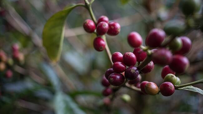 Cafeteros ejecutarán millonarias obras de infraestructura en 10 departamentos de Colombia. Foto: Colprensa