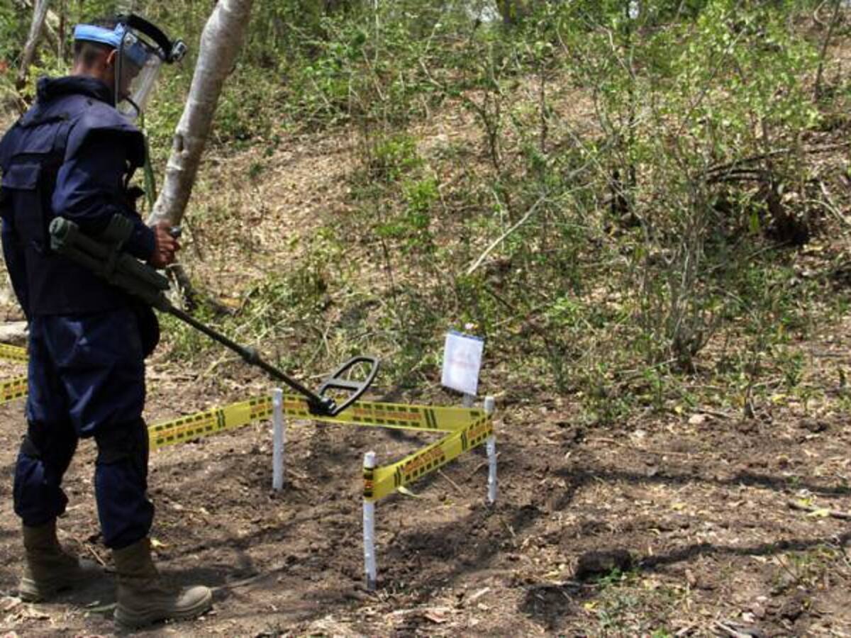 Vichada, Arauca y Guaviare serán los tres primeros departamentos libres de coca