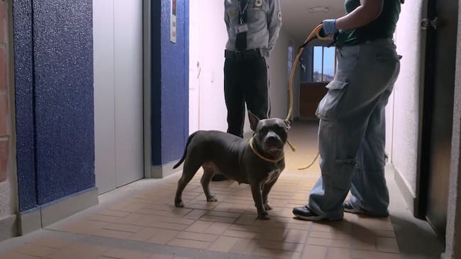 Perros víctimas de presunto maltrato animal en Bello. Foto: Alcaldía de Bello.