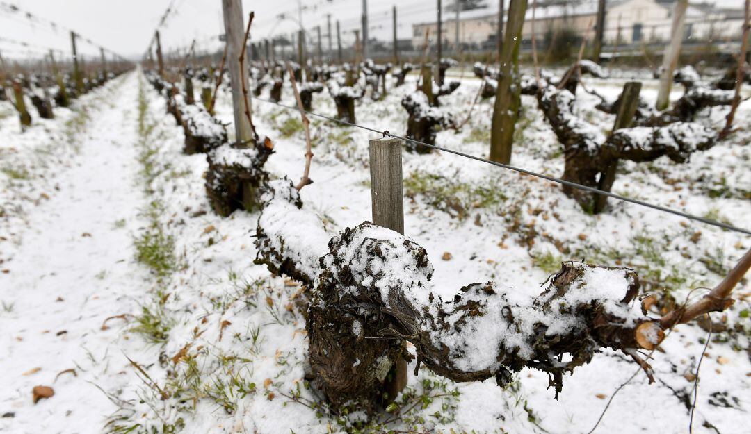 Daños en cultivos de uva en Francia