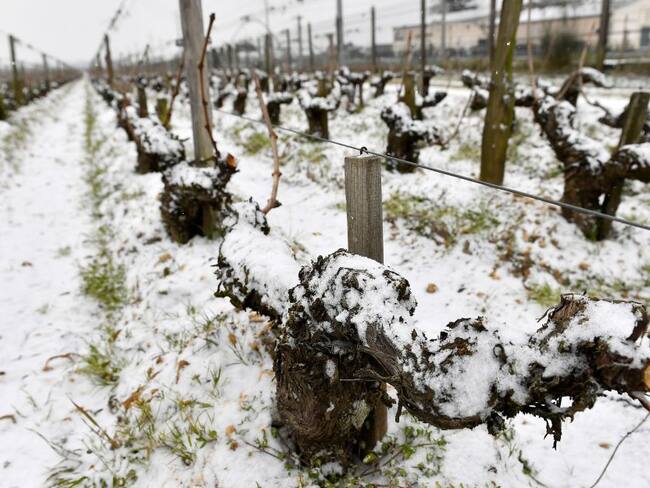 Daños en cultivos de uva en Francia
