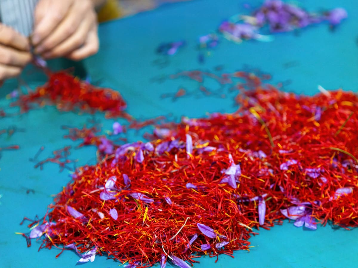 ¿Por qué el azafrán es tan caro? De esta manera se cultiva manualmente