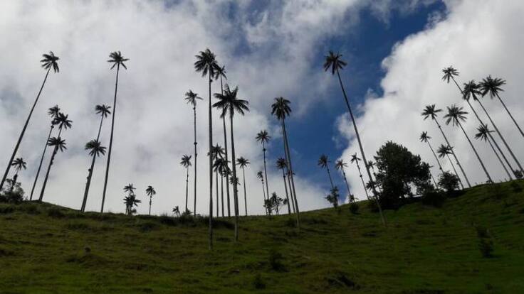 PGN inicio indagación preliminar a la CRQ por proyecto de las 23.000 palmas de cera