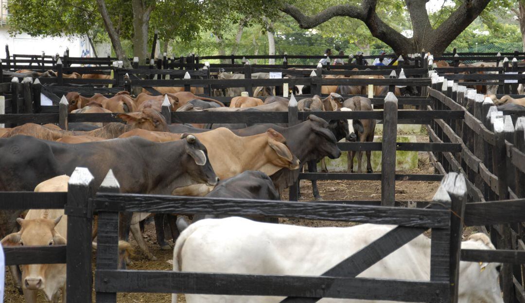 29 de septiembre de 2013, Se hizo entrega de ganado a damnificados del sur del Atlántico. (Colprensa-Juan Manuel Cantillo)