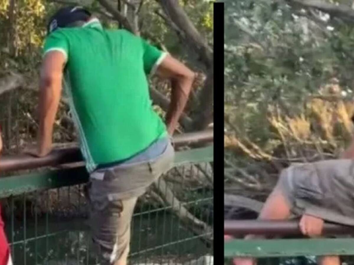 Se le fue la mano: hombre drogado se metió en jaula de cocodrilos