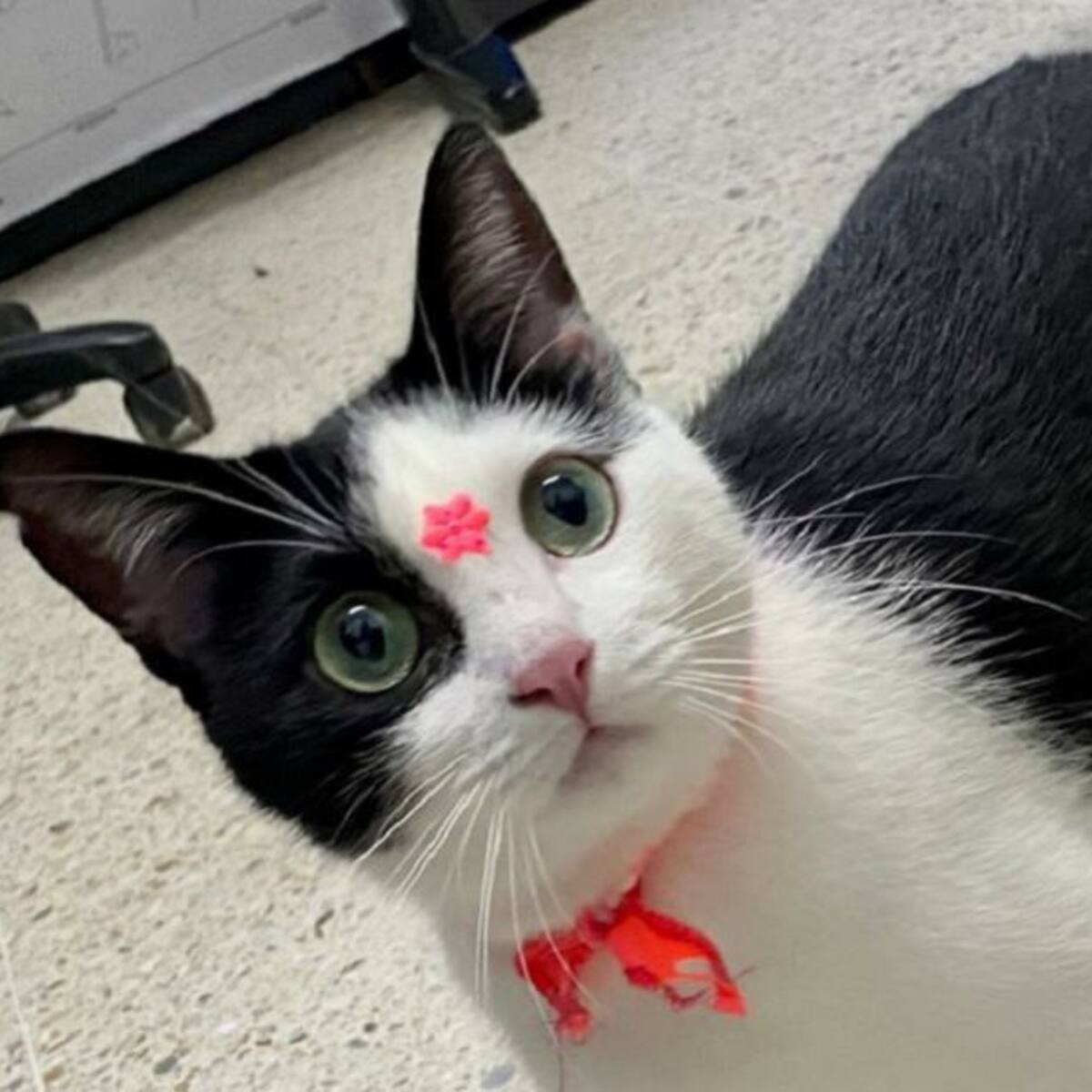 Timba, la gata de la alcaldía de Jamundí está sana y salva