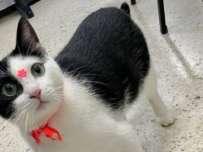 Timba, la gatita que roba corazones en Jamundí