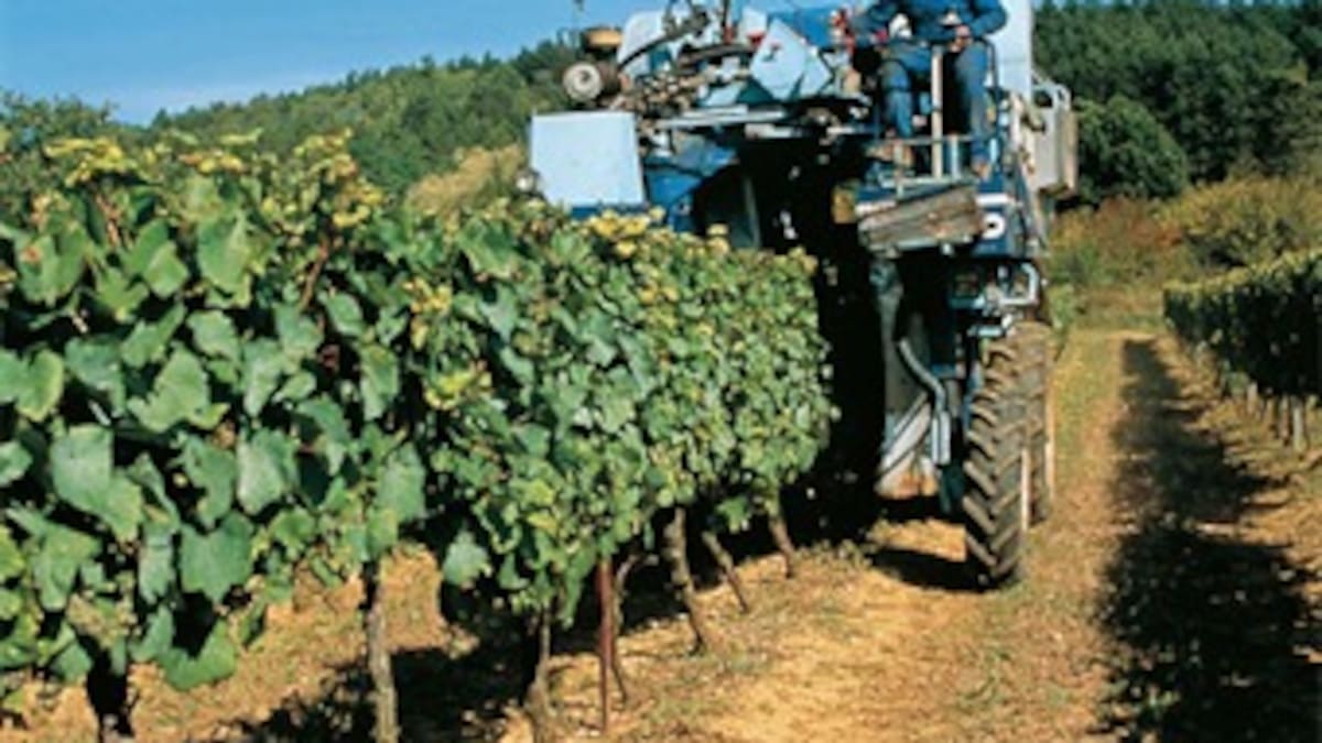 Crecimiento de 7,8% del sector agropecuario es el más alto de los últimos 11 años