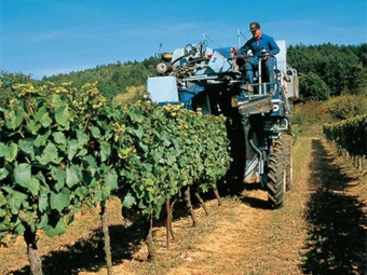 Crecimiento de 7,8% del sector agropecuario es el más alto de los últimos 11 años