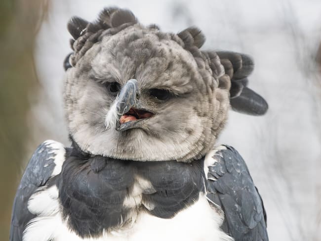 Águila Arpía. Foto: Getty Images.