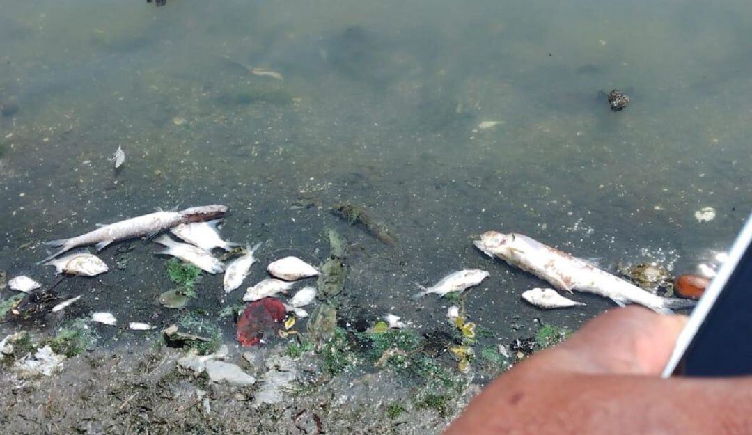 La comunidad del sector turístico de Cartagena también reportó un cambio en el color de las aguas del lago