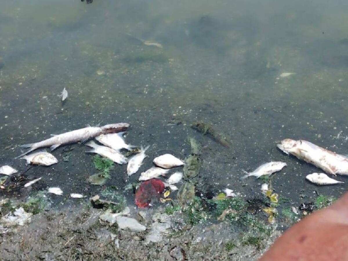 ¡Vuelve y juega! Se registró nueva mortandad de peces en El Laguito