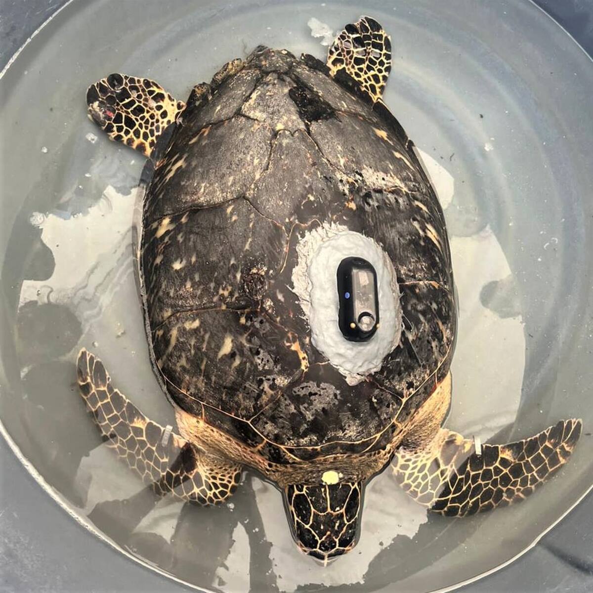 Tortuga liberada en Santa Marta hace travesía por Providencia y Santa Catalina