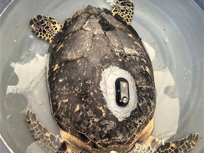 Tortuga liberada en Santa Marta hace travesía por Providencia y Santa Catalina