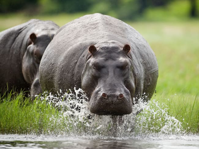De qué se alimentan los hipopótamos: Esta es la razón por la que son peligrosos en Colombia. Cortesía: Getty Images
