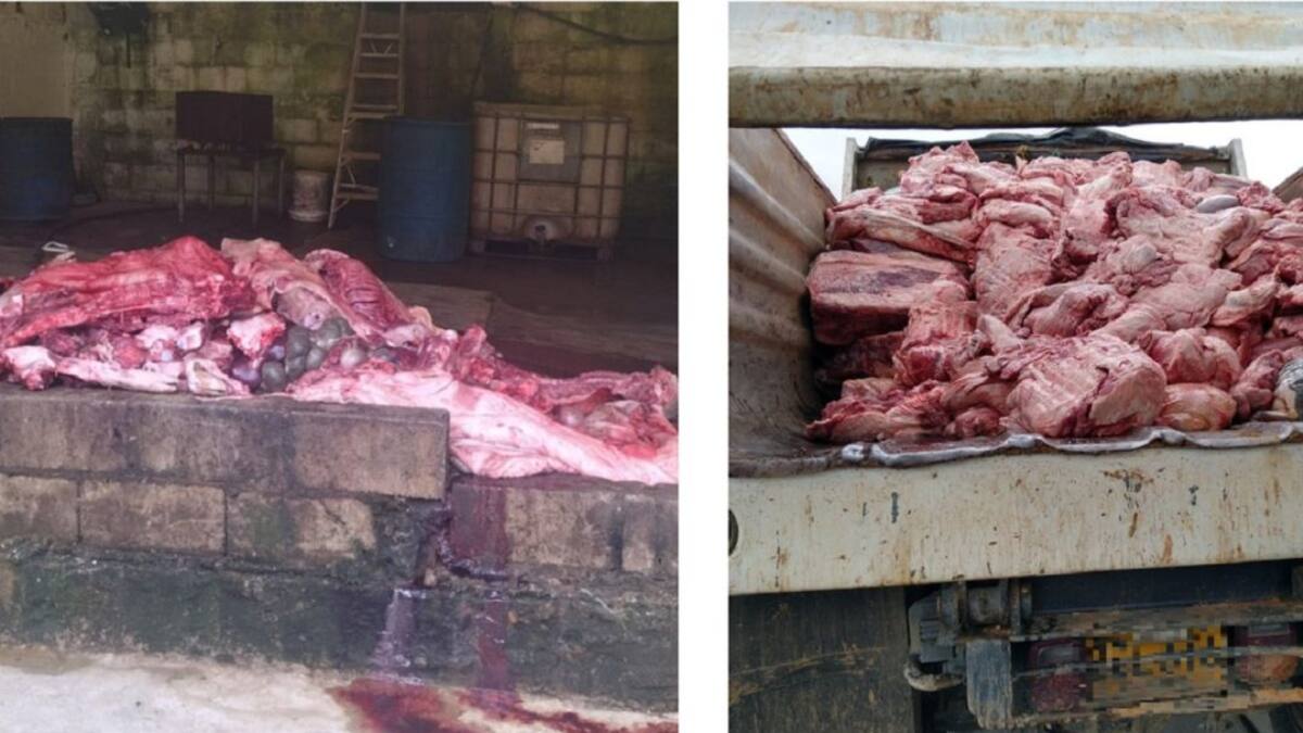 Incautan 8 toneladas de carne en un matadero ilegal de Donmatías
