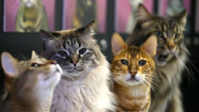 ¿Son los animales sujetos de derecho?. Foto: Getty Images